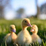 Three ducklings in grass