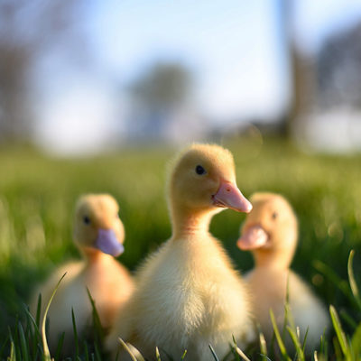 Three ducklings in grass