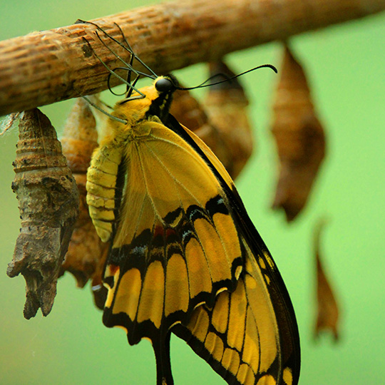 Yellow and black butterfly hanging upside down from a branch with chrysalises hangingd in the background