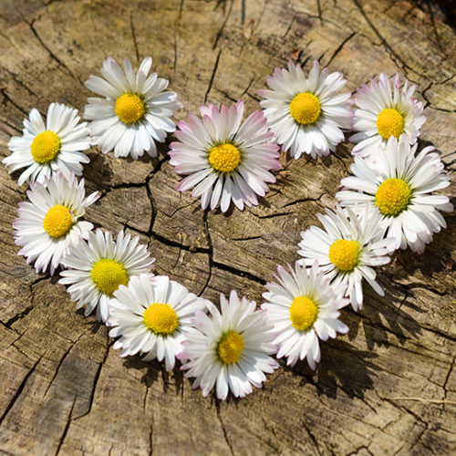 flowers in a heart shape